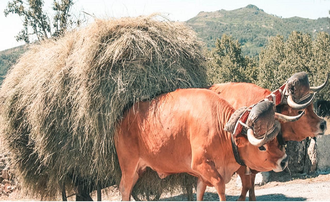منزل الضيف Codecal   في Aldeia Do Codecal المظهر الخارجي الصورة